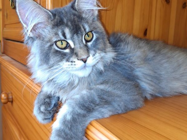 Maine Coon kittens - Main image