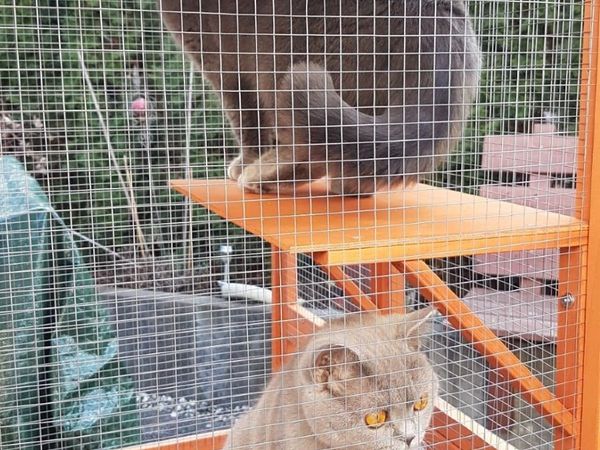 CATIO CATTERY PLAYPEN ..FREE DELIVERY - Main image