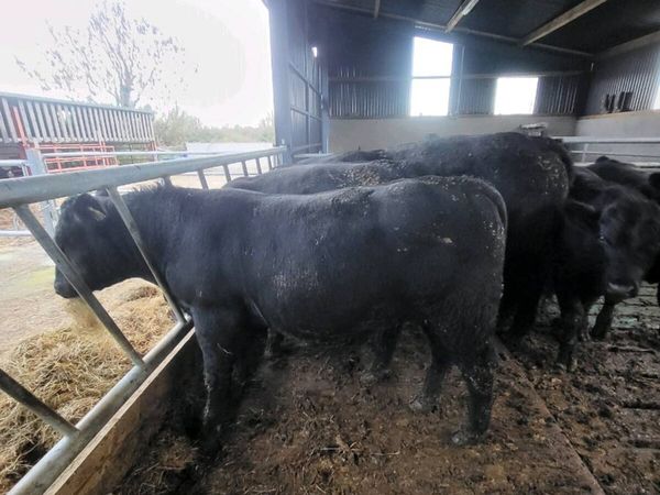 Elphin mart Monday, pd. Bull - Main image