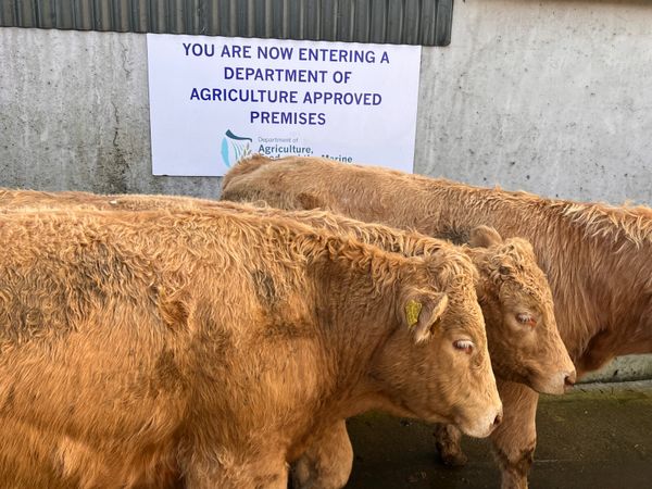 500kg Super Charolais Bullocks - Main image