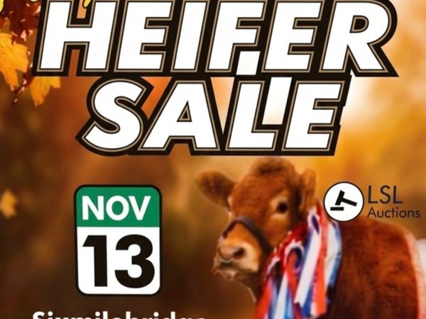 🔥 41 pedigree limousin heifers 🔥 - Main image