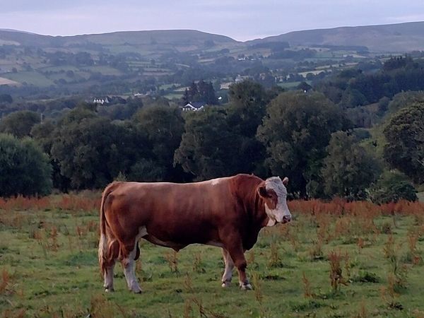 Segmentation Bull - Main image
