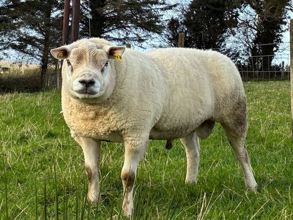 Texel Ram - Main image