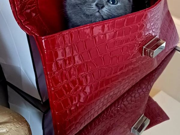 Amazing Purebred British Shorthair kittens - Main image