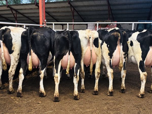 Special Entry Omagh Mart Mon 26th Oct - Main image