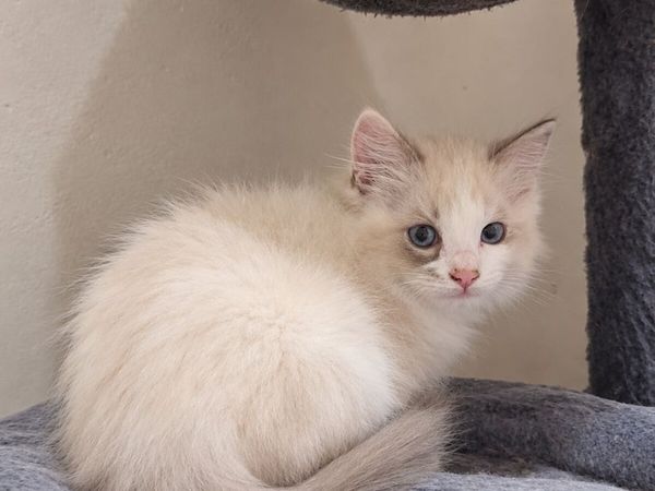 Purebred Ragdoll - Main image