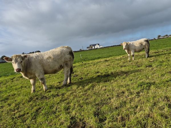 2 PBNR charolais heifers - Main image