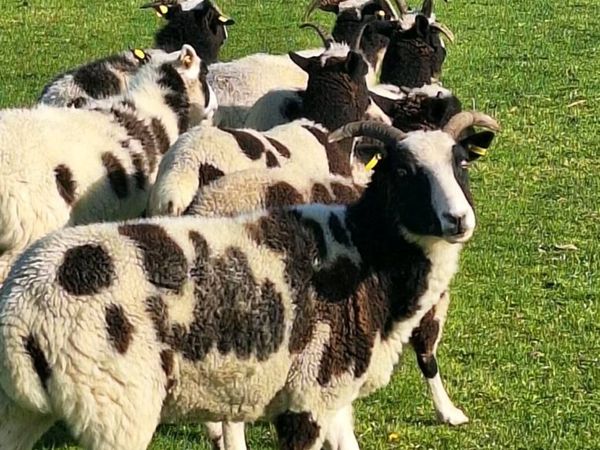 Jacob Ewes - Main image