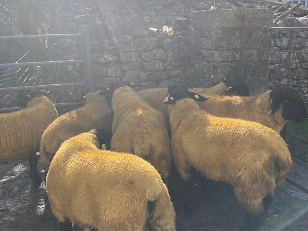 Pedigree Suffolk Ram Lambs - Main image