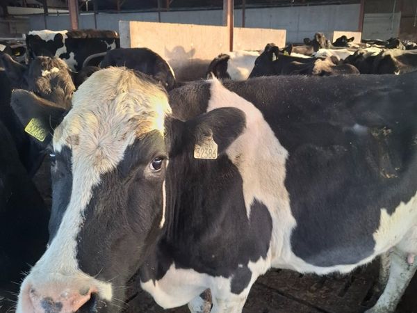 12 young empty AI Bred Milking Cows - Main image
