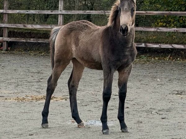 Dun colt foal - Main image