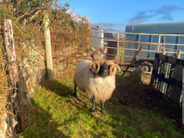 Mayo Blackefaced Ram - Main image