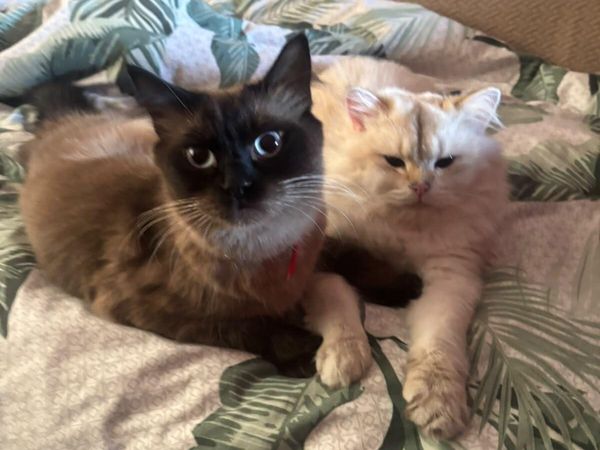 Siamese x Ragdoll & A British Shorthair - Main image