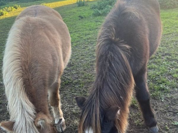 2 nice small filly ponies - Main image