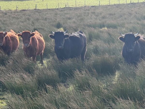 Dexter heifers - Main image