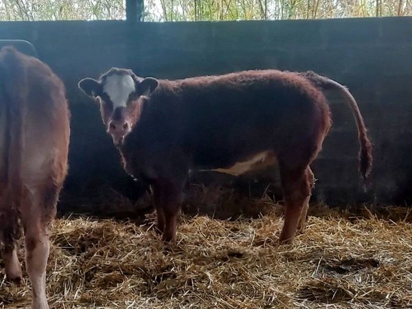 Weanling heifers breeding types - Main image