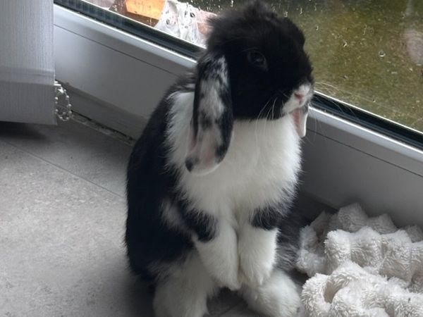 Mini Lop and full set up - Main image