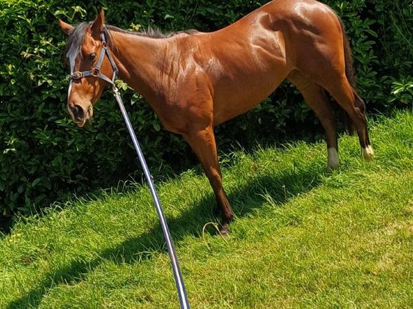 Horse - Main image