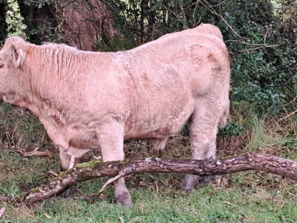 Charolais & Limousin X Bullocks& heifers & Lim Cow - Main image