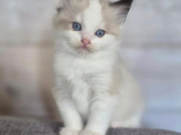 Pedigree Ragdoll Kittens. Parents TICA reg. for sale in Wicklow for € ...