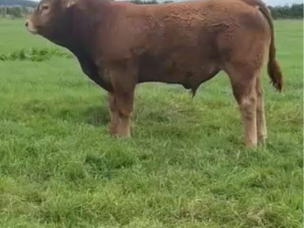LM and HE purebred bulls for sale - Main image