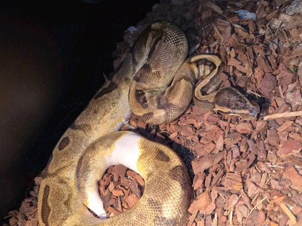 Pied male royal python and female clown - Main image