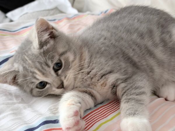 Scottish Fold × British Shorthair kitten - Main image