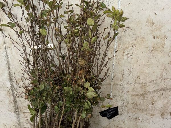 Green Beech Hedging 60-80cm - €1 each - Main image