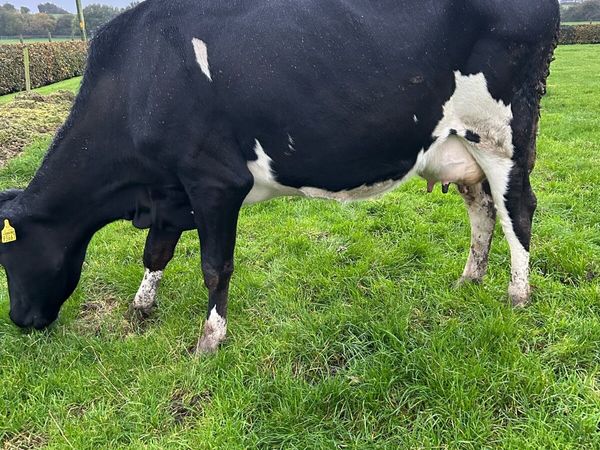 4. Incalf cows - Main image