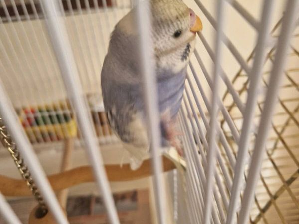 Bird cage food.budgie.stand - Main image