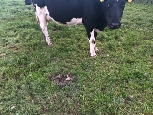Empty dairy cows - Main image