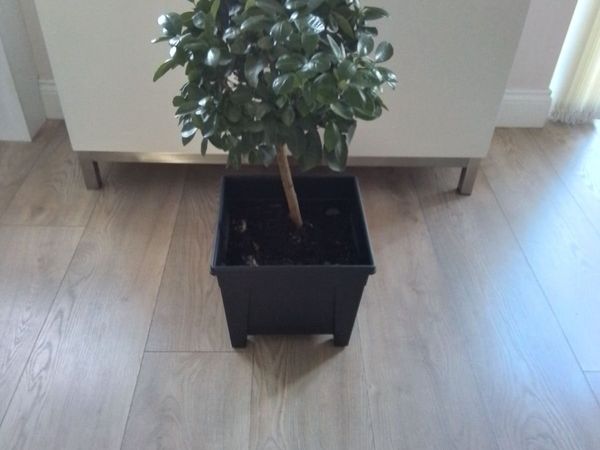 Orange plant - Main image