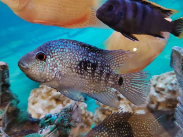 African/American cichlids - Main image