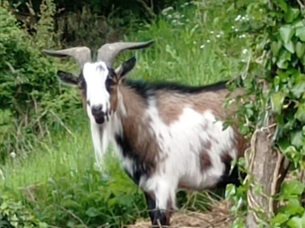 animals - Main image