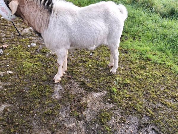 Buck goat - Main image