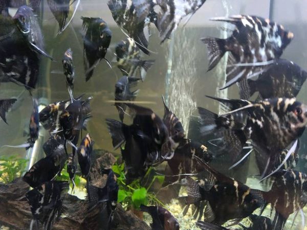 Tropical water fish and plant - Main image