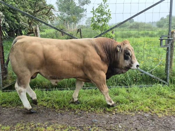 Organic Pedigree Aubrac Bull - Main image