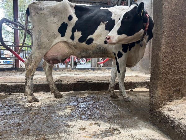 Cow for Rearing Calves - Main image
