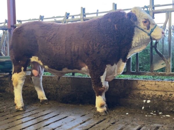 Simmental Bull - Main image