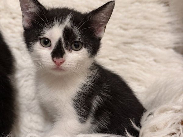 Kittens - Main image
