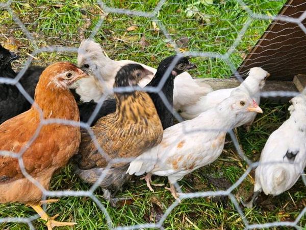 Chicks - Main image