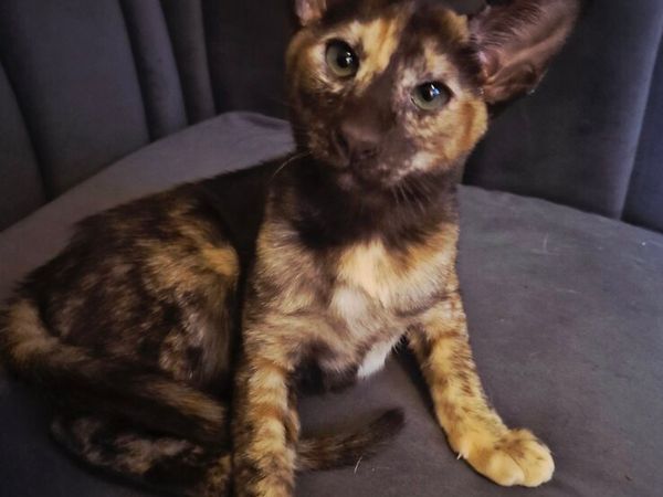 Female Pedigree Oriental kitten 😸 - Main image
