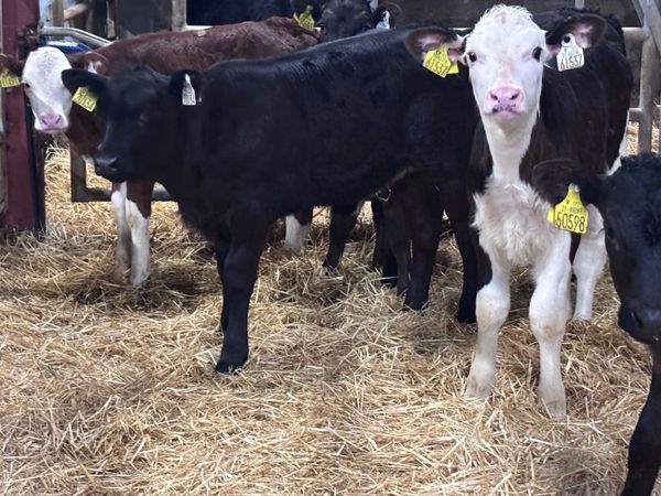 9 top quality calves for sale - Main image