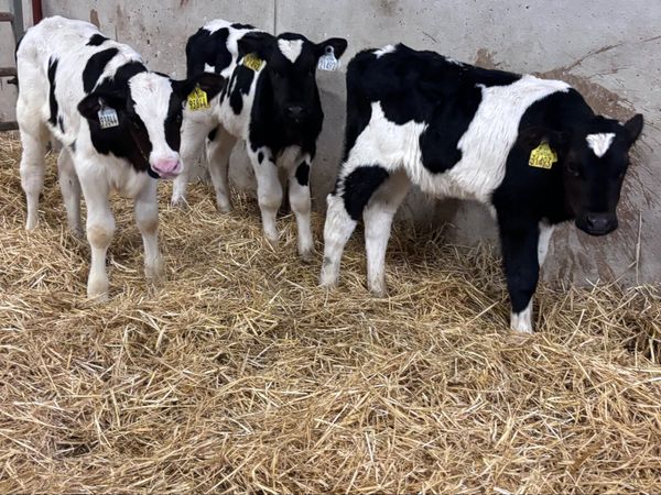 3 Freisan bull calves for sale - Main image