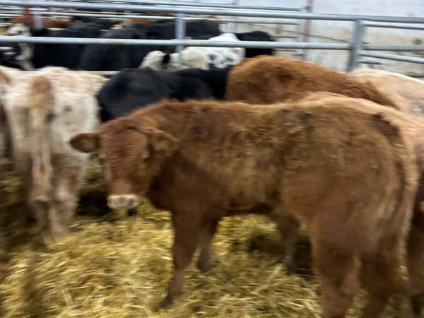 Beef bred bulls - Main image