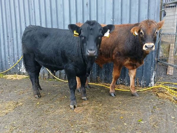 Two bull weanlings - Main image