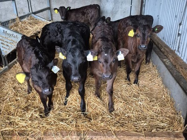 Calves - Main image