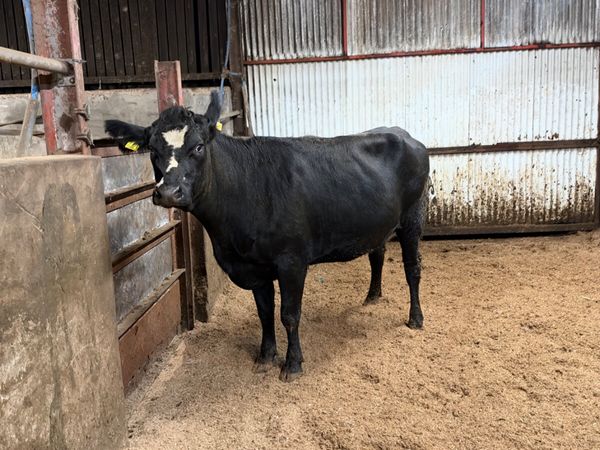 Angus springing heifer - Main image
