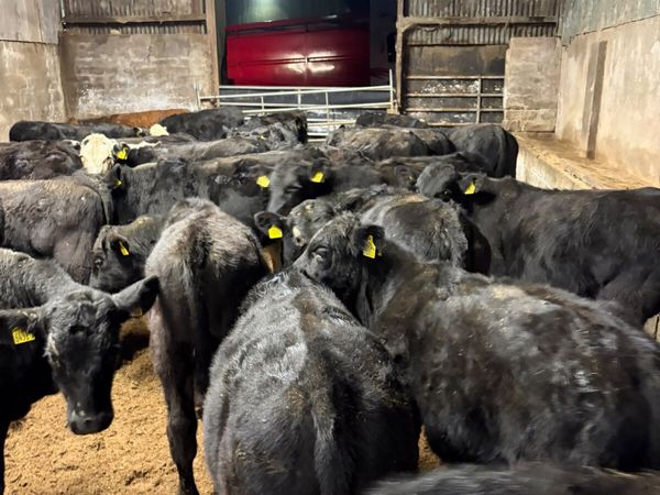 Angus lim and Hereford bulls - Main image