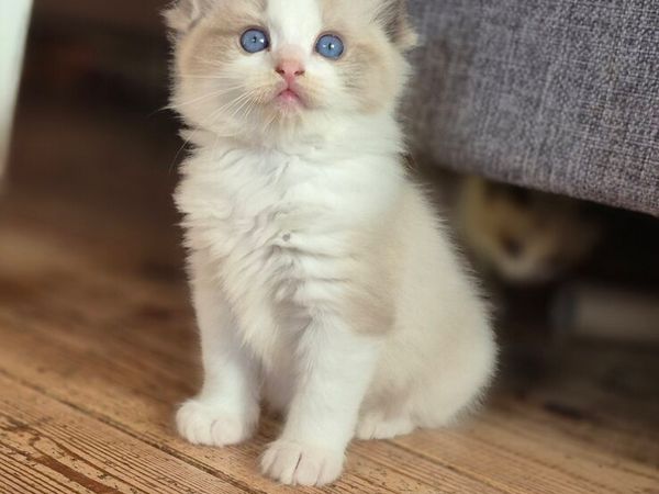 Pedigree Ragdoll Kittens. Parents TICA reg. - Main image